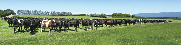DairyNZ